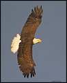 _4SB9030 bald eagle